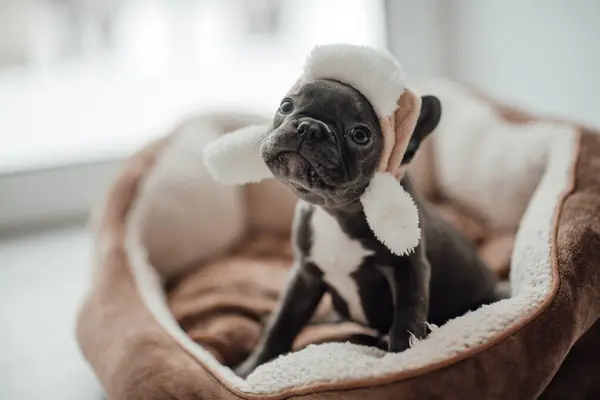 Cute Young French Bulldog Puppy Blue Eyes Spending Time Home — Stock Photo, Image