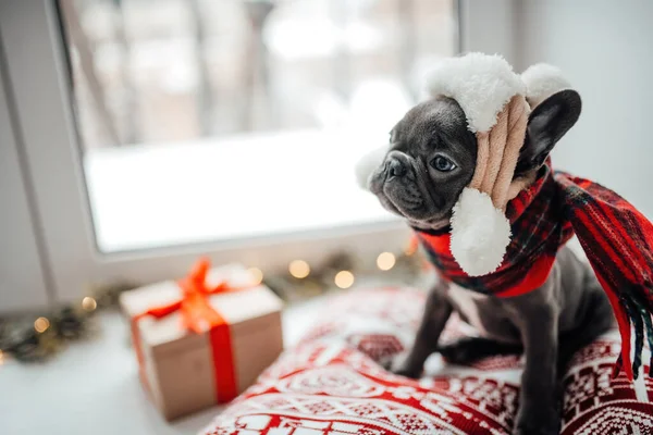 Leuke Jonge Franse Bulldog Puppy Met Blauwe Ogen Met Kerstmis — Stockfoto