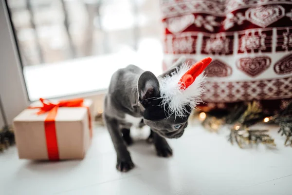 Lindo Perrito Bulldog Francés Joven Con Ojos Azules Con Navidad — Foto de Stock