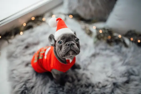 Mavi gözlü, sevimli, genç, Fransız buldog yavrusu Noel 'de evde vakit geçiriyor. Mutlu stil sahibi köpek kılıklı Noel kıyafetleri ile yeni yılı kutluyoruz.