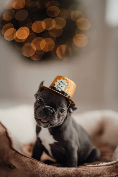 Cute young french bulldog puppy with blue eyes spending time at home festive setting. Adorable stylish pet doggy with happy New Year gold glitter hat celebrating winter holidays season