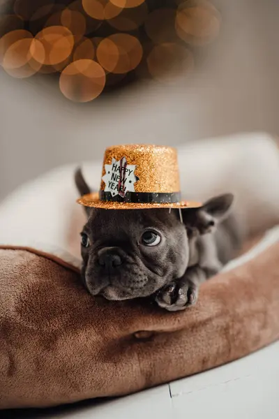 stock-photo-cute-young-french-bulldog-puppy