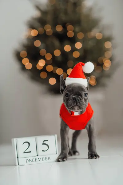 Lindo Cachorro Bulldog Francés Con Ojos Azules Con Calendario Cubo — Foto de Stock