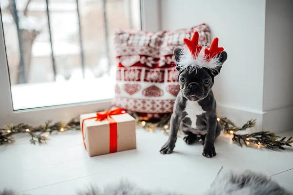 Cute young french bulldog puppy with blue eyes with Xmas present in holiday Christmas setting. Happy stylish adorable pet doggy celebrating New Year winter vacations at home