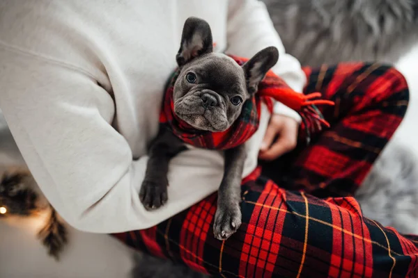 かわいい若いフランスのブルドッグの子犬と青い目は ホームホリデークリスマスの設定でオーナーと手で時間を過ごします ハッピースタイリッシュなペット犬は 新年の冬の休暇を祝うXmas服を着ました — ストック写真