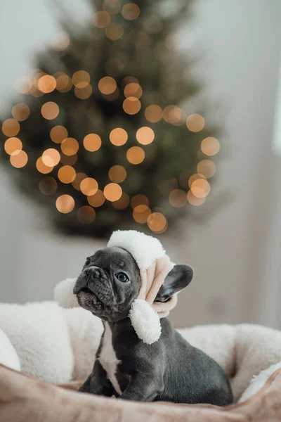 可爱的年轻的法国斗牛犬与蓝色眼睛花时间在家里度假圣诞设置 快乐时尚的宠物狗装扮圣诞服装庆祝新年假期 — 图库照片