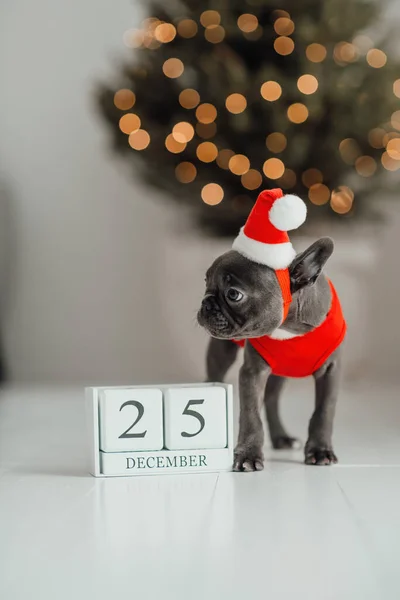 Lindo Cachorro Bulldog Francés Con Ojos Azules Con Calendario Cubo —  Fotos de Stock