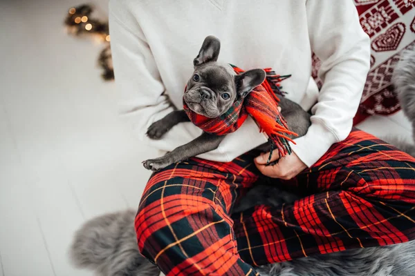 Cute young french bulldog puppy with blue eyes spending time on hands with owner at home holiday Christmas setting. Happy stylish pet doggy dressed Xmas clothing celebrating New Year winter vacations