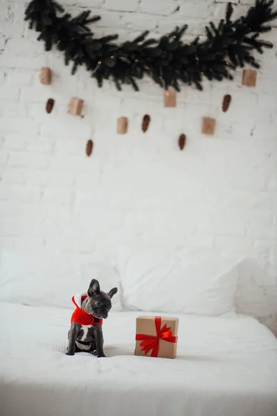 Cute Young French Bulldog Puppy Blue Eyes Xmas Present Holiday — Stock Photo, Image