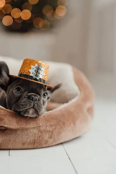 Cute young french bulldog puppy with blue eyes spending time at home festive setting. Adorable stylish pet doggy with happy New Year gold glitter hat celebrating winter holidays season
