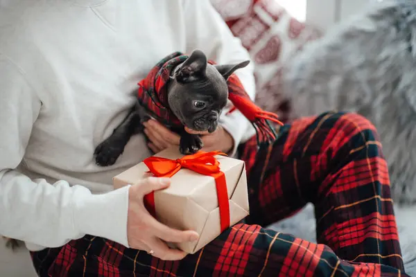 Cute Young French Bulldog Puppy Blue Eyes Spending Time Hands — Stock Photo, Image