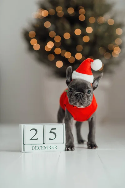 かわいい若いフランスのブルドッグの子犬 クリスマスの設定でXmasの木製キューブカレンダーと青い目 自宅で新年の冬休みを祝うハッピースタイリッシュな愛らしいペット犬 — ストック写真