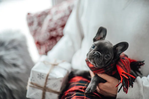 Leuke Jonge Franse Bulldog Puppy Met Blauwe Ogen Tijd Doorbrengen — Stockfoto