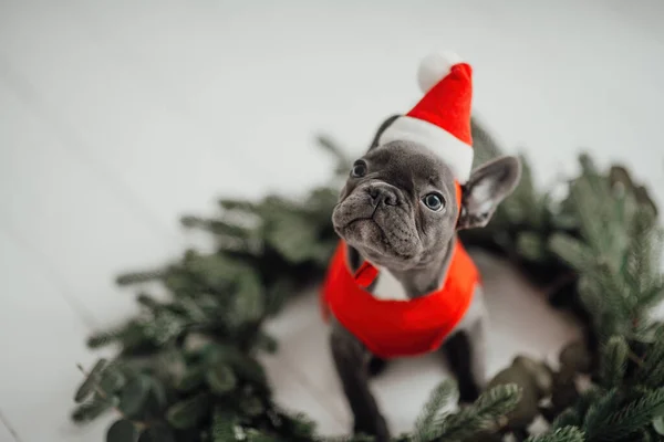 Cute young french bulldog puppy with blue eyes spending time at home holiday Christmas setting. Happy stylish pet doggy dressed Xmas clothing celebrating New Year winter vacations