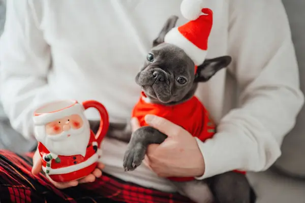 可爱的年轻的法国斗牛犬与蓝色眼睛花时间与主人在家里度假圣诞设置 快乐时尚的宠物狗装扮圣诞服装庆祝新年假期 — 图库照片