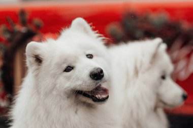 Beyaz Samoyed köpekleri Noel 'i ve kış tatillerini dışarıda kutluyorlar. Aktif köpekler birlikte vakit geçirip dışarıda eğleniyorlar.