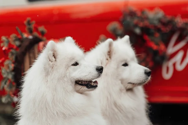 White Samoyed Dogs Celebrating Christmas New Year Winter Holidays Season — Stock Photo, Image