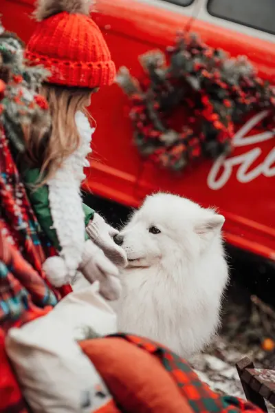在户外庆祝圣诞节和新年假期的女童 小女孩快乐地与白色萨摩亚犬一起在户外度过童年时光 — 图库照片