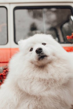Beyaz Samoyed köpeği Noel 'i ve yeni yıl tatilini dışarıda kutluyor. Aktif köpek dışarıda eğleniyor.