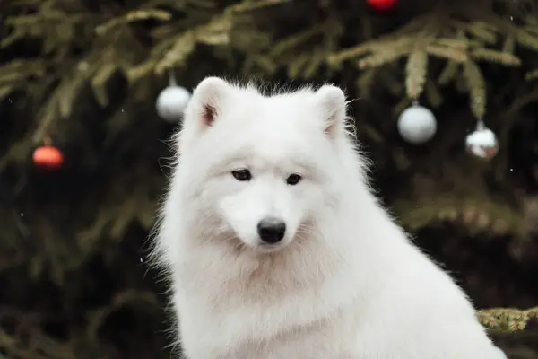 White Samoyed Dog Celebrating Christmas New Year Winter Holidays Season — Stock Photo, Image