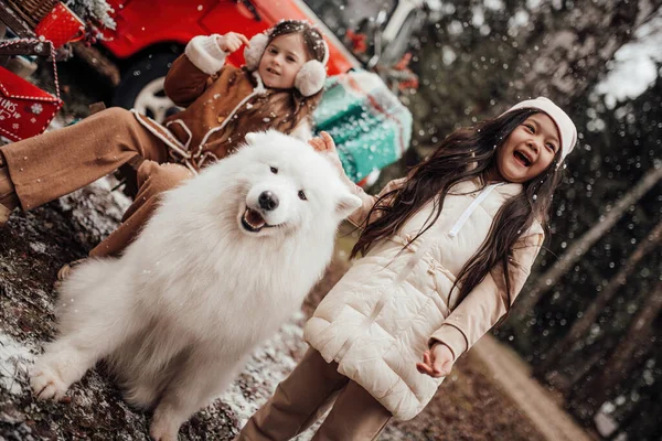 リトルアジアと慎重な女の子は Xmasバスアウトドア近くの白いサモイド犬と時間を過ごしています — ストック写真