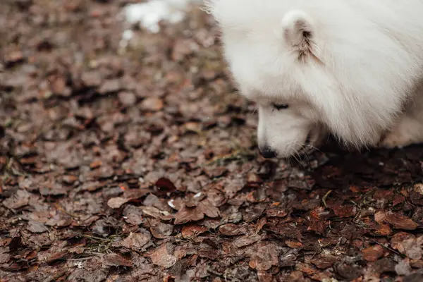 Λευκό Σκυλί Samoyed Γιορτάζει Χριστούγεννα Και Την Πρωτοχρονιά Χειμερινές Διακοπές — Φωτογραφία Αρχείου