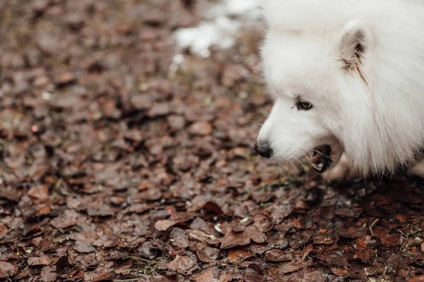白色萨摩亚狗在户外庆祝圣诞节和新年假期 在户外玩乐的活动犬 — 图库照片