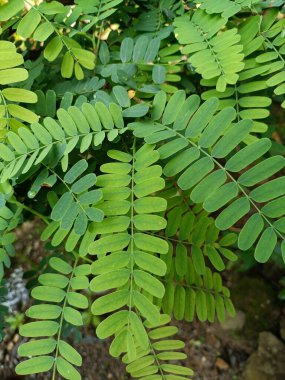 Bu bir demirhindi yaprağının yakın plan görüntüsü. Yapraklar, simetrik olarak sıralanmış pek çok küçük oval broşürden oluşan ince bir bileşiktir. Resim, portre görünümünde çekildi.