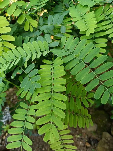 Bu bir demirhindi yaprağının yakın plan görüntüsü. Yapraklar, simetrik olarak sıralanmış pek çok küçük oval broşürden oluşan ince bir bileşiktir. Resim, portre görünümünde çekildi.