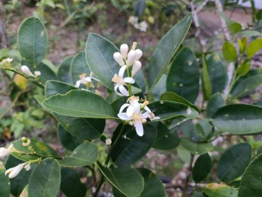 Citrus Maxima meyve ağacının çiçekleri sarı çitlerle beyazdır. Küçük saksılarda büyüyorlar.