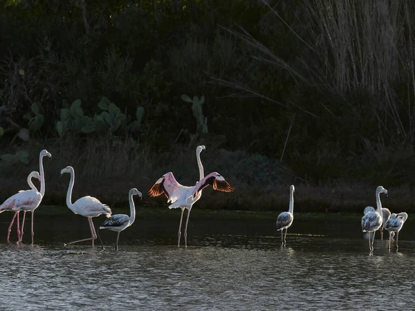 Billede Nogle Smukke Lyserøde Hvide Flamingoer - Stock-foto
