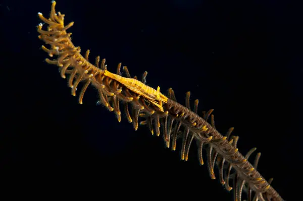 Picture Beautiful Feather Star Shrimp — Stock Photo, Image