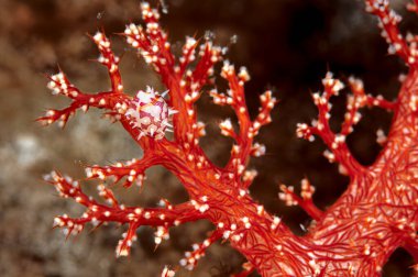 Yumuşak bir mercan üzerinde güzel bir cypraea resmi.