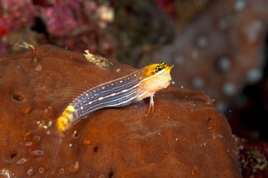 Küçük, beyaz bir tarak dişli blenny 'nin güzel bir resmi.