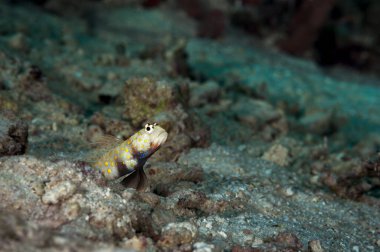 Kumda turuncu benekli karides goby resmi.