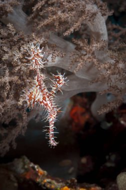 Hayalet boru balığı ve kamuflaj örneği.