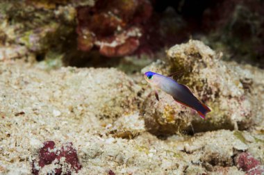 A picture of a beautiful purple fire goby clipart