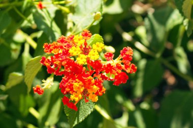 Aile verbenaceae 'si Lantana Camara' nın yakın plan portresi.