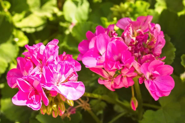 Pelargonium zonale portresi, yaygın sardunya