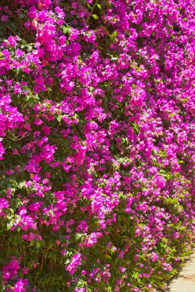 Νάνο Τριαδικό Λουλούδι Οικογένεια Nyctaginaceae Bougainvillea Buttiana Holttum Standl — Φωτογραφία Αρχείου