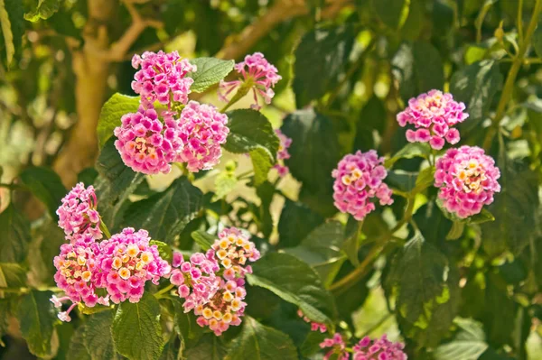 Κοντινό Πορτραίτο Λουλουδιού Lantana Camara Family Verbenaceae — Φωτογραφία Αρχείου