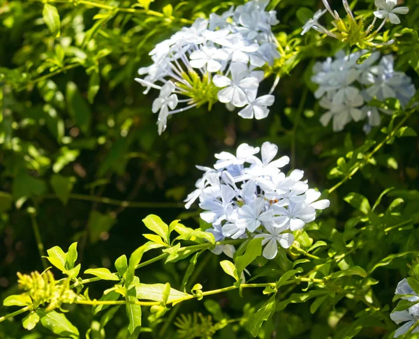 Mavi yasemin çiçeği portresi, plumbago auriculata, aile tesisatı.