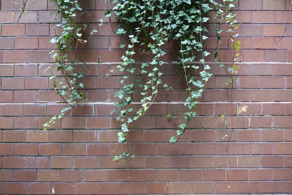 Hintergrund Von Klettverschluss Grüne Pflanze Klettern Auf Roter Wand Hochwertiges — Stockfoto