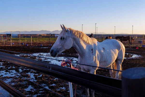 Çiftlikte duran Bay Horse, çayırda demiryolu çitleri, arka planda dağ manzarası. Yüksek kaliteli fotoğraf.