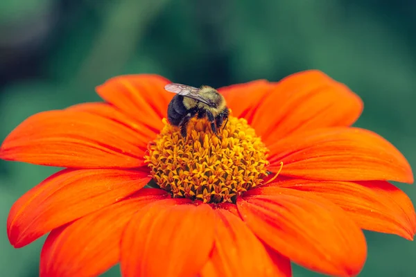 Close up. Bumblebee is collecting nectar from a Fiesta del Sol Mexican Sunflower. High quality photo
