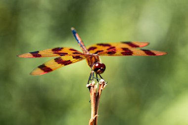 The scenery that there is the dragonfly. High quality photo clipart