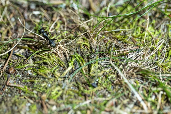 森林蚂蚁沿着绿色苔藓奔跑 高质量的照片 — 图库照片