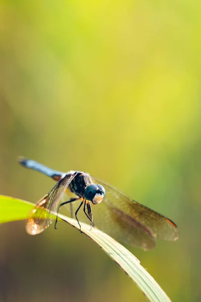 Close Dragonfly Fascinating Macro View Natures Beauty High Quality Photo — Stock Photo, Image
