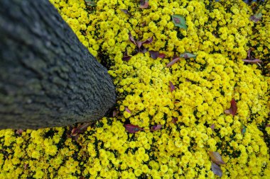 Bahçede kasımpatı çiçeği. Yüksek kalite fotoğraf