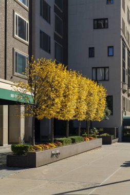 Sonbahar sarısı, turuncu ve kırmızı ağaçlı şehir caddesi. Kasabadaki sonbahar yapraklarının parlak renkli manzarası. Yüksek kalite fotoğraf